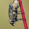 House fly - Helina sp. | Fotografijos autorius : Gintautas Steiblys | © Macronature.eu | Macro photography web site