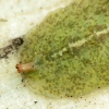 Hover Fly - Syrphidae (larva) | Fotografijos autorius : Vidas Brazauskas | © Macronature.eu | Macro photography web site