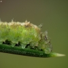 Hover fly - Syrphidae (larva) | Fotografijos autorius : Vidas Brazauskas | © Macronature.eu | Macro photography web site
