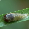 Hover fly - Syrphidae | Fotografijos autorius : Vidas Brazauskas | © Macronature.eu | Macro photography web site