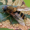 Hover fly - Syrphus sp. | Fotografijos autorius : Gintautas Steiblys | © Macronature.eu | Macro photography web site