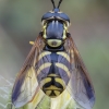 Hoverfly - Chrysotoxum intermedium ♀ | Fotografijos autorius : Žilvinas Pūtys | © Macronature.eu | Macro photography web site