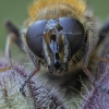Žiedmusė - Criorhina asilica ♀ | Fotografijos autorius : Žilvinas Pūtys | © Macronature.eu | Macro photography web site