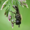 Hoverfly - Pipizella sp. | Fotografijos autorius : Vidas Brazauskas | © Macronature.eu | Macro photography web site