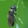 Hoverfly - Pipizella sp. | Fotografijos autorius : Vidas Brazauskas | © Macronature.eu | Macro photography web site