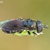 Hoverfly - Pipizella sp. | Fotografijos autorius : Gintautas Steiblys | © Macronature.eu | Macro photography web site