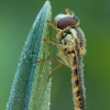 Hoverfly - Sphaerophoria sp. ♀ | Fotografijos autorius : Žilvinas Pūtys | © Macronature.eu | Macro photography web site