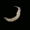 Human Pinworm - Enterobius vermicularis | Fotografijos autorius : Gintautas Steiblys | © Macronature.eu | Macro photography web site