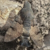 Hummingbird Hawk-moth - Macroglossum stellatarum | Fotografijos autorius : Gintautas Steiblys | © Macronature.eu | Macro photography web site