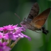 Hummingbird Hawk-moth - Macroglossum stellatarum | Fotografijos autorius : Dalia Račkauskaitė | © Macronature.eu | Macro photography web site