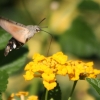 Hummingbird Hawk-moth - Macroglossum stellatarum | Fotografijos autorius : Vytautas Gluoksnis | © Macronature.eu | Macro photography web site