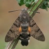 Hummingbird Hawk-moth - Macroglossum stellatarum | Fotografijos autorius : Gintautas Steiblys | © Macronature.eu | Macro photography web site