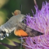 Hummingbird Hawk-moth - Macroglossum stellatarum | Fotografijos autorius : Gintautas Steiblys | © Macronature.eu | Macro photography web site