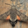 Hummingbird Hawk-moth - Macroglossum stellatarum | Fotografijos autorius : Gintautas Steiblys | © Macronature.eu | Macro photography web site