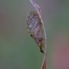 Humulin brown lacewing - Hemerobius humulinus ♀ | Fotografijos autorius : Romas Ferenca | © Macronature.eu | Macro photography web site