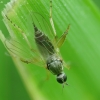 Hybotid dance fly - Platypalpus sp. | Fotografijos autorius : Vidas Brazauskas | © Macronature.eu | Macro photography web site