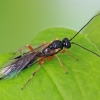 Ichneumon wasp | Fotografijos autorius : Gintautas Steiblys | © Macronature.eu | Macro photography web site