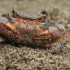 Iberian freshwater crab - Potamon ibericum | Fotografijos autorius : Gintautas Steiblys | © Macronature.eu | Macro photography web site
