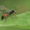 Ichneumon Wasp - Kristotomus laticeps | Fotografijos autorius : Gintautas Steiblys | © Macronature.eu | Macro photography web site