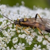 Ichneumon wasp - Amblyteles armatorius ♂ | Fotografijos autorius : Žilvinas Pūtys | © Macronature.eu | Macro photography web site