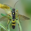 Ichneumon wasp - Amblyteles armatorius ♂ | Fotografijos autorius : Gintautas Steiblys | © Macronature.eu | Macro photography web site