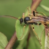 Ichneumon wasp - Amblyteles armatorius  | Fotografijos autorius : Gintautas Steiblys | © Macronature.eu | Macro photography web site