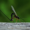 Ichneumon wasp - Bachinae sp. | Fotografijos autorius : Eglė Vičiuvienė | © Macronature.eu | Macro photography web site
