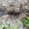 Ichneumon wasp - Cryptinae | Fotografijos autorius : Gintautas Steiblys | © Macronature.eu | Macro photography web site