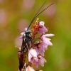 Ichneumon wasp - Ichneumonidae | Fotografijos autorius : Romas Ferenca | © Macronature.eu | Macro photography web site