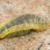 Ichneumon wasp larva | Fotografijos autorius : Gintautas Steiblys | © Macronature.eu | Macro photography web site