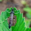Ichneumon wasp | Fotografijos autorius : Darius Baužys | © Macronature.eu | Macro photography web site