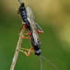 Ichneumon wasp | Fotografijos autorius : Gintautas Steiblys | © Macronature.eu | Macro photography web site