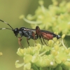 Ichneumonid Wasp - Aritranis director | Fotografijos autorius : Gintautas Steiblys | © Macronature.eu | Macro photography web site