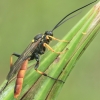 Vytis | Fotografijos autorius : Gintautas Steiblys | © Macronature.eu | Macro photography web site