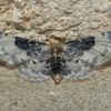 Wave - Idaea filicata | Fotografijos autorius : Gintautas Steiblys | © Macronature.eu | Macro photography web site