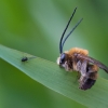 Ilgaūsė bitė - Eucera longicornis | Fotografijos autorius : Zita Gasiūnaitė | © Macronature.eu | Macro photography web site
