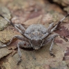 Ilgaūsis pušiagraužis - Acanthocinus aedilis ♂ | Fotografijos autorius : Žilvinas Pūtys | © Macrogamta.lt | Šis tinklapis priklauso bendruomenei kuri domisi makro fotografija ir fotografuoja gyvąjį makro pasaulį.