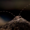 Ilgaūsis pušiagraužis - Acanthocinus aedilis | Fotografijos autorius : Eugenijus Kavaliauskas | © Macrogamta.lt | Šis tinklapis priklauso bendruomenei kuri domisi makro fotografija ir fotografuoja gyvąjį makro pasaulį.