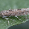 Ilgadryžė gluosninė keršoji kandelė - Phyllonorycter pastorella | Fotografijos autorius : Žilvinas Pūtys | © Macrogamta.lt | Šis tinklapis priklauso bendruomenei kuri domisi makro fotografija ir fotografuoja gyvąjį makro pasaulį.