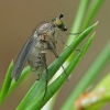 Ilgakojė muselė - Dolichopus sp. | Fotografijos autorius : Gintautas Steiblys | © Macrogamta.lt | Šis tinklapis priklauso bendruomenei kuri domisi makro fotografija ir fotografuoja gyvąjį makro pasaulį.