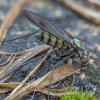 Ilgakojė muselė - Liancalus virens ♀ | Fotografijos autorius : Žilvinas Pūtys | © Macrogamta.lt | Šis tinklapis priklauso bendruomenei kuri domisi makro fotografija ir fotografuoja gyvąjį makro pasaulį.