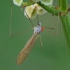Ilgakojis uodas - Dicranophragma nemorale | Fotografijos autorius : Gintautas Steiblys | © Macrogamta.lt | Šis tinklapis priklauso bendruomenei kuri domisi makro fotografija ir fotografuoja gyvąjį makro pasaulį.