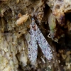 Ilgakojis uodas - Discobola annulata | Fotografijos autorius : Romas Ferenca | © Macrogamta.lt | Šis tinklapis priklauso bendruomenei kuri domisi makro fotografija ir fotografuoja gyvąjį makro pasaulį.