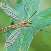 Ilgakojis uodas - Nephrotoma scurra | Fotografijos autorius : Gintautas Steiblys | © Macrogamta.lt | Šis tinklapis priklauso bendruomenei kuri domisi makro fotografija ir fotografuoja gyvąjį makro pasaulį.