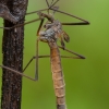 Ilgakojis uodas - Tipula autumnalis ♀ | Fotografijos autorius : Žilvinas Pūtys | © Macrogamta.lt | Šis tinklapis priklauso bendruomenei kuri domisi makro fotografija ir fotografuoja gyvąjį makro pasaulį.