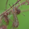 Ilgakojis uodas - Tipula autumnalis ♂ | Fotografijos autorius : Žilvinas Pūtys | © Macrogamta.lt | Šis tinklapis priklauso bendruomenei kuri domisi makro fotografija ir fotografuoja gyvąjį makro pasaulį.
