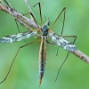 Ilgakojis uodas - Tipula irrorata | Fotografijos autorius : Gintautas Steiblys | © Macrogamta.lt | Šis tinklapis priklauso bendruomenei kuri domisi makro fotografija ir fotografuoja gyvąjį makro pasaulį.