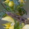 Ilgakojis uodas - Tipula nubeculosa ♂ | Fotografijos autorius : Žilvinas Pūtys | © Macrogamta.lt | Šis tinklapis priklauso bendruomenei kuri domisi makro fotografija ir fotografuoja gyvąjį makro pasaulį.