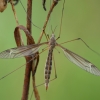 Ilgakojis uodas - Tipula pierrei ♀ | Fotografijos autorius : Žilvinas Pūtys | © Macrogamta.lt | Šis tinklapis priklauso bendruomenei kuri domisi makro fotografija ir fotografuoja gyvąjį makro pasaulį.
