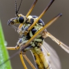 Ilgakojis uodas | Nephrotoma cf. scurra | Fotografijos autorius : Darius Baužys | © Macrogamta.lt | Šis tinklapis priklauso bendruomenei kuri domisi makro fotografija ir fotografuoja gyvąjį makro pasaulį.